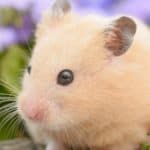 Syrian hamster