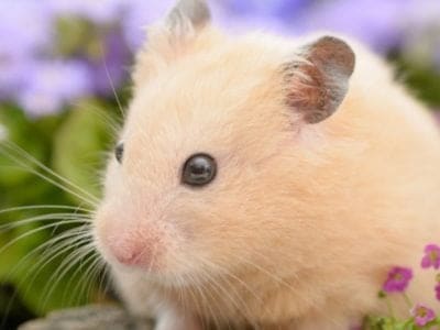 A Syrian Hamster