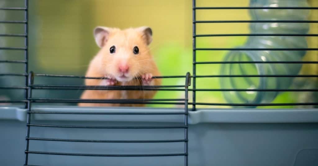 A Syrian hamster pokes its head out of its cage.