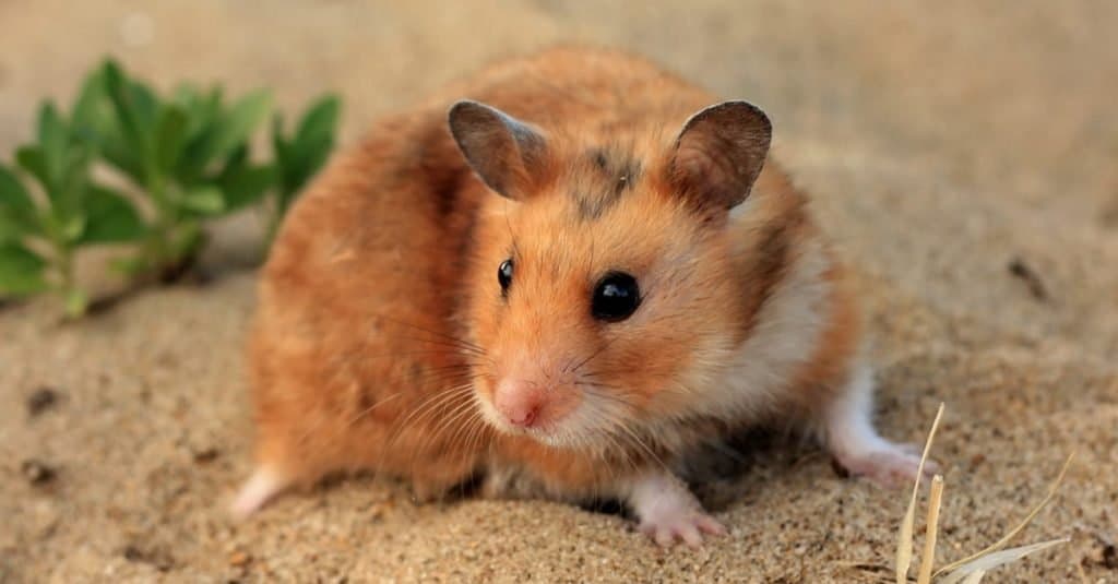 Một con chuột đồng Syria màu nâu và trắng trên cát.