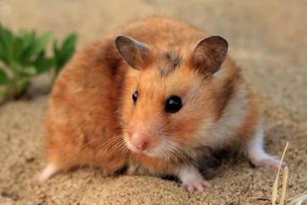 A brown and white Syrian hamster on the sand.