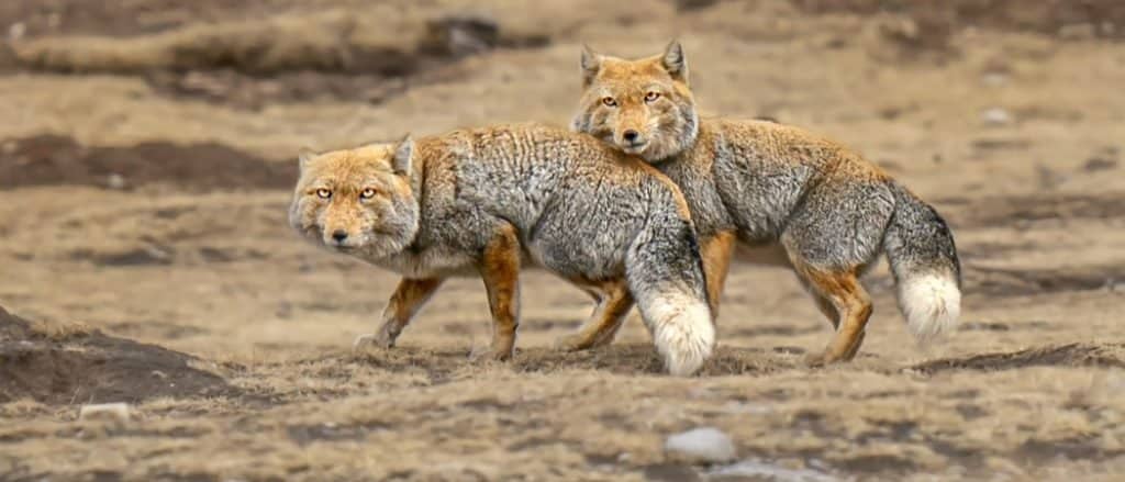 Tibetan fox in China's Tibet Plateau