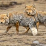 Tibetan sand fox