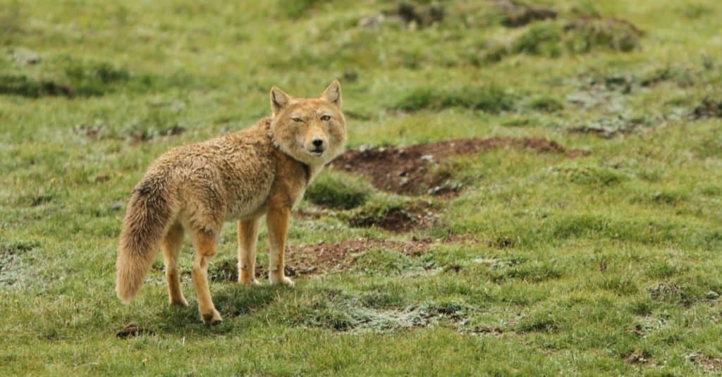 Tibetan sand fox (Vulpes ferrilata) walking on the upland plains on the Tibetan Plateau of China.