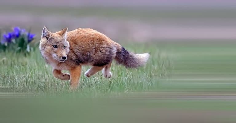 Tibetan fox running on the Tibetan Plateau of China.