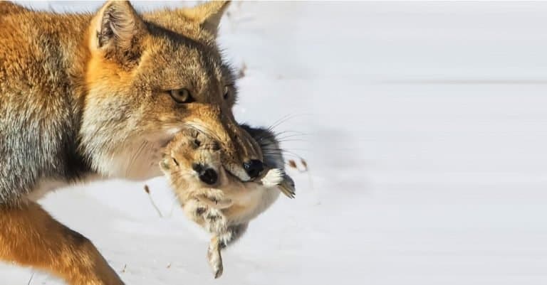 Tibetan Fox with freshly caught prey.
