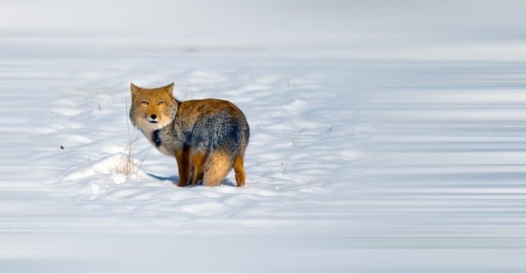 Tibetan fox standing in the snow in the wintertime.