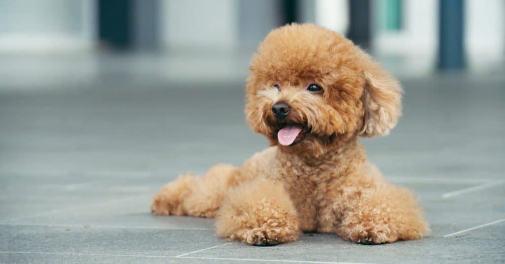 Milly The Smallest Dog In The World