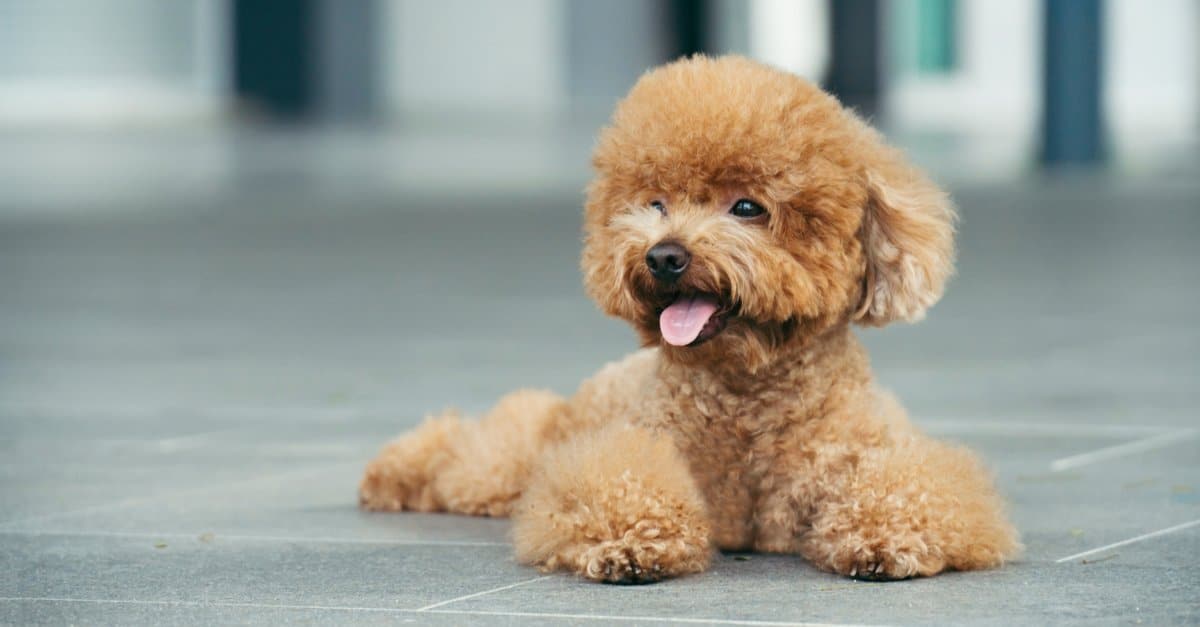 how old was the oldest poodle? 2