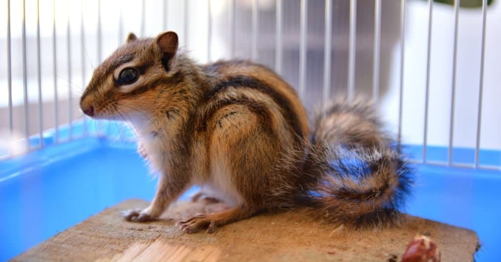 How to Trap a Chipmunk