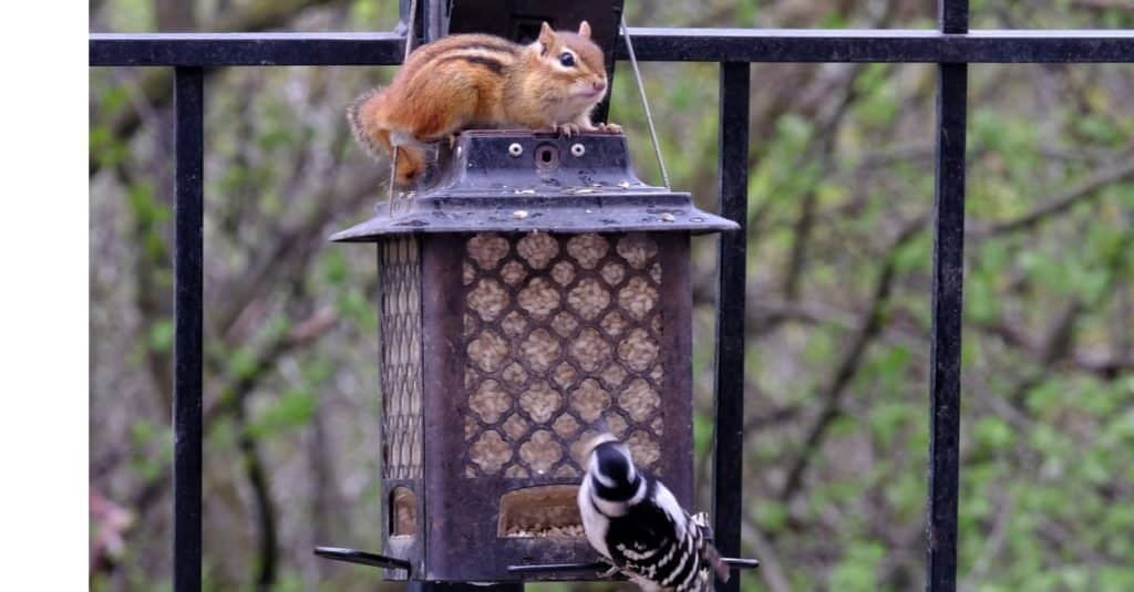 How to Trap a Chipmunk