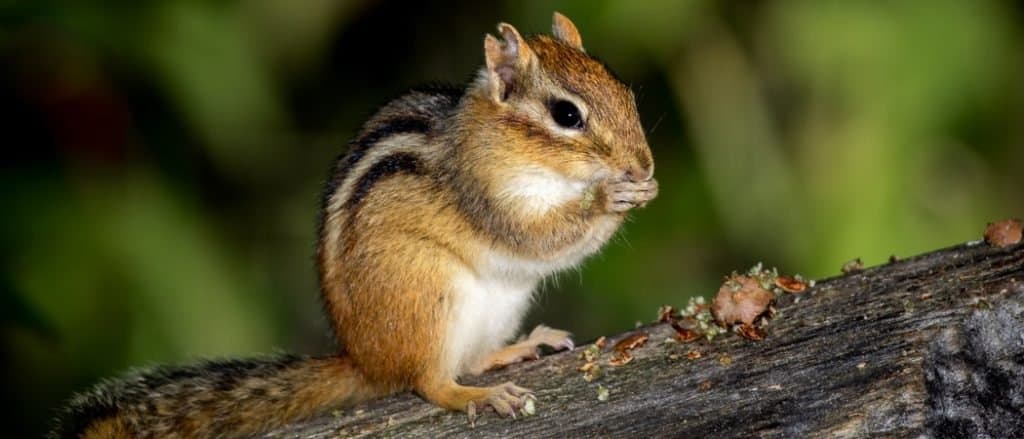 Backyard chipmunk trap. Chipmunk on verge of entering humane