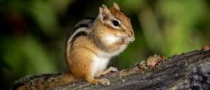 Trapping Chipmunks Picture