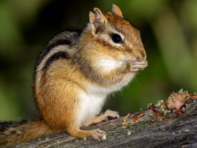 A Chipmunk Quiz: What Do You Know?
