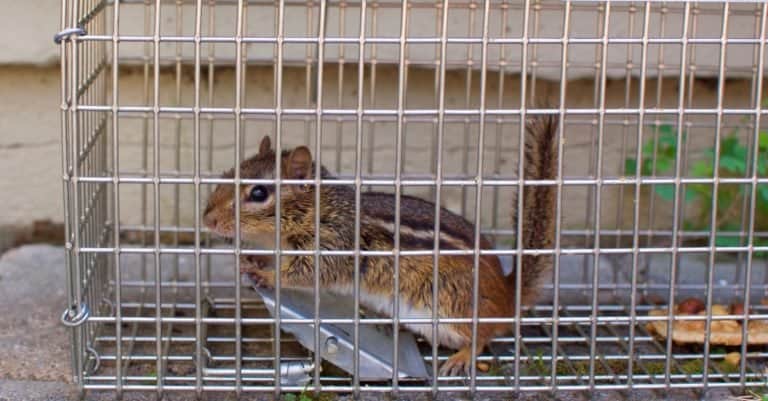 Chipmunk trapped in a humane trap cage.