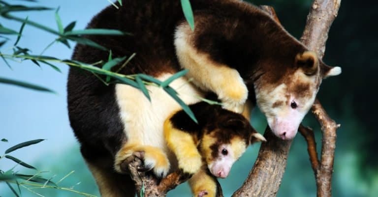Tree Kangaroo - mother and baby on a tree branch.
