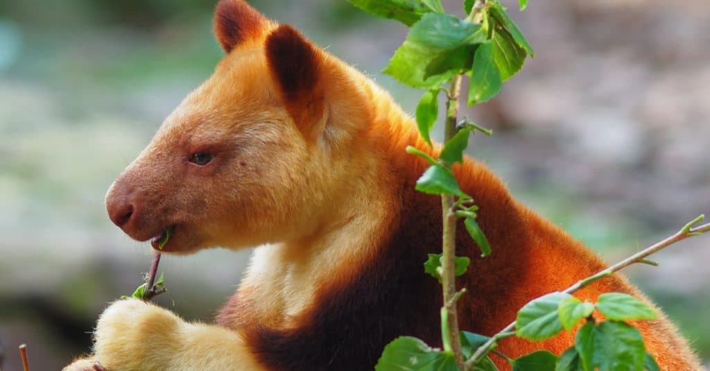 Charming captivating Goodfellow's Tree Kangaroo munching contentedly on lush greenery.