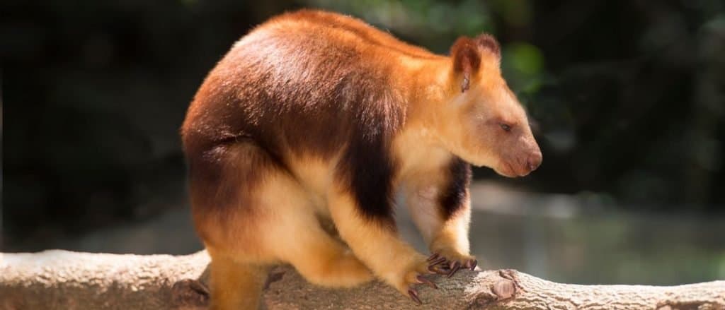 Tree Kangaroo in outback, Australia.