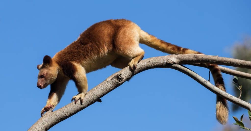 Goodfellow's Tree Kangaroo from New Guinea high up in a tree.