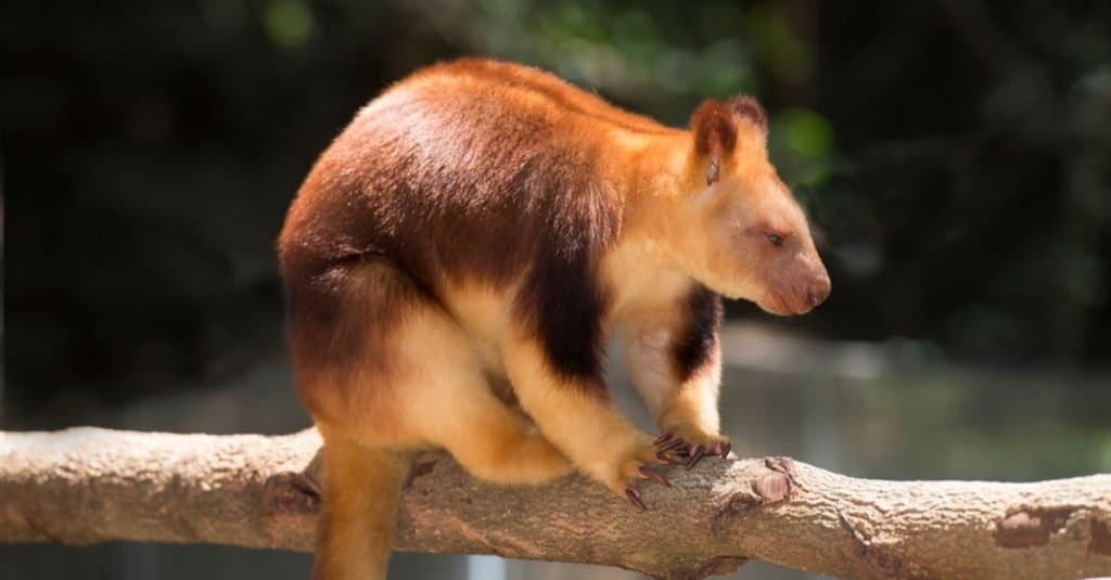 Goodfellow's Tree Kangaroo from New Guinea