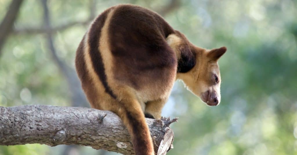 Tree kangaroo is resting on a branch of a tree.