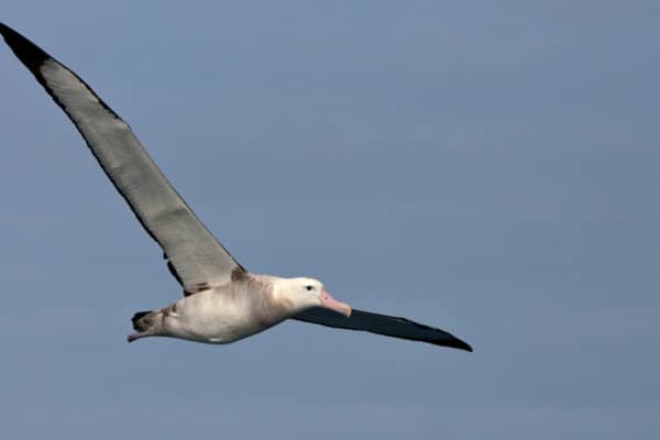 The Tristan Albatross doesn't mature until it becomes 10 years old.