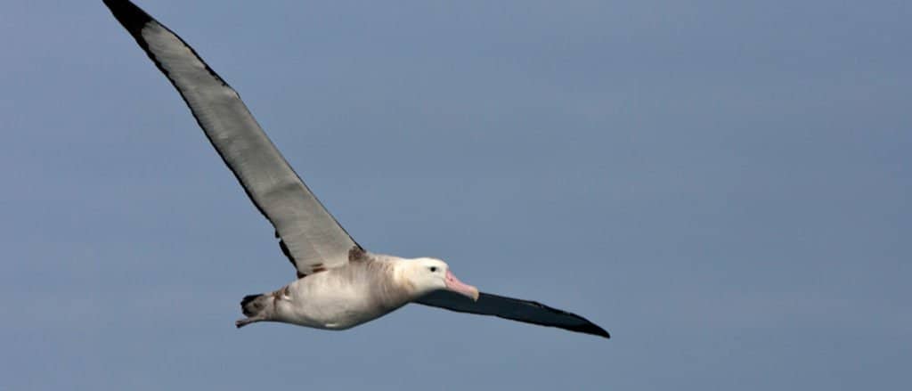 Tristan Albatross header