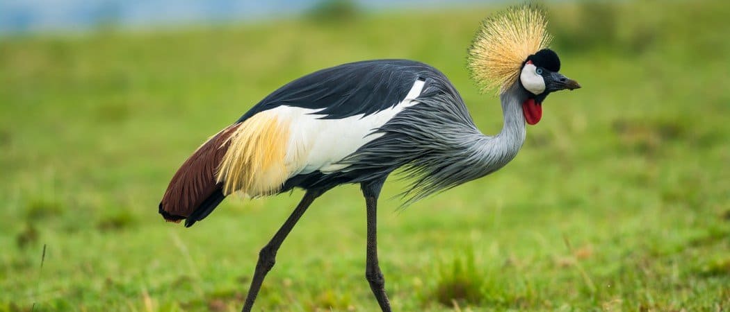 Wildlife in Uganda - Types of Ugandan Animals - AZ Animals
