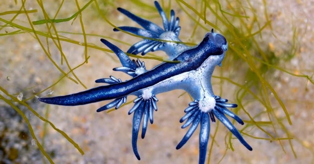 Weirdest Animal: Blue Glaucus