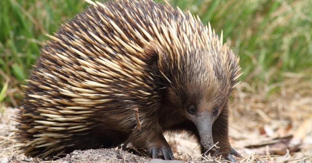 Echidna vs Porcupine