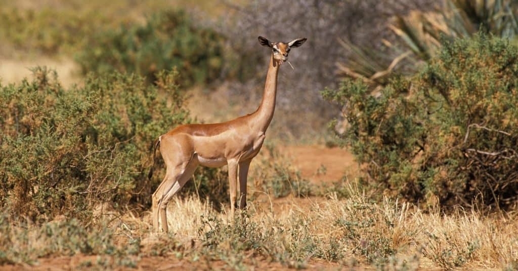 What Do Gazelles Eat?