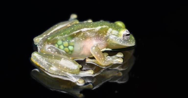 Weirdest Animal: Glass frog