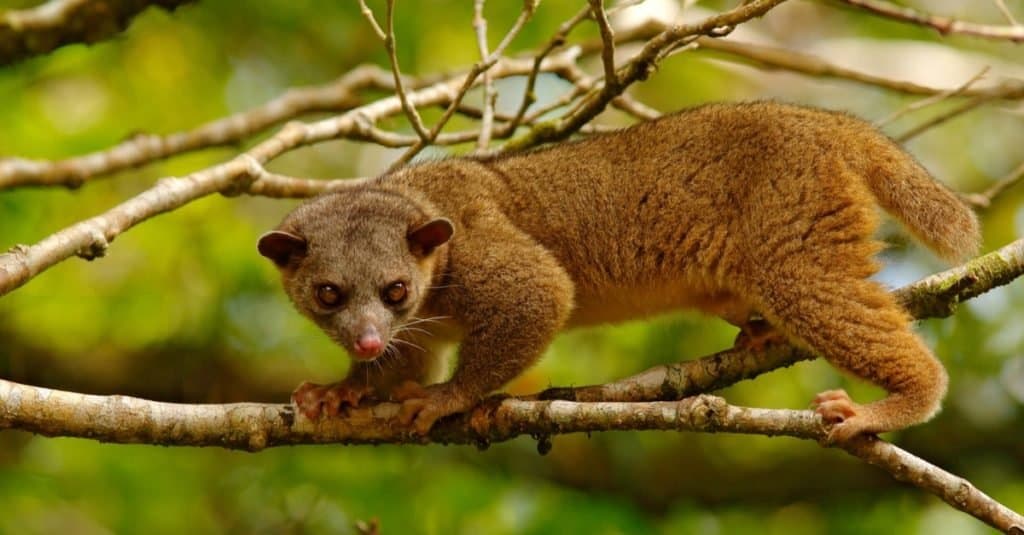 Weirdest Animal: Kinkajou