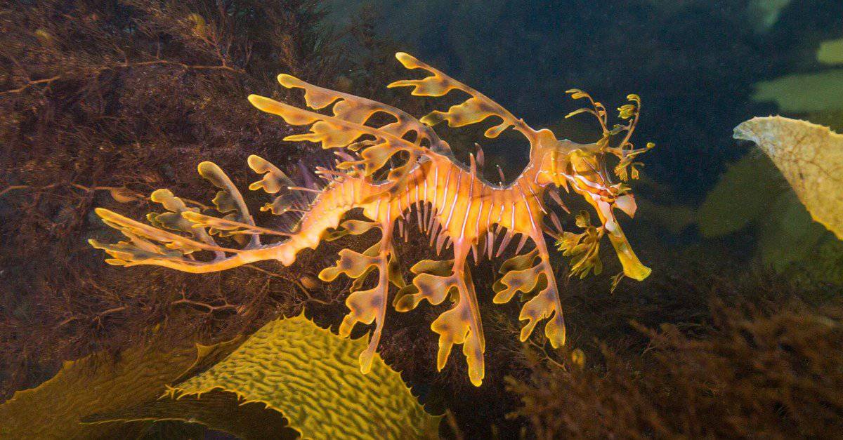 leafy sea dragon food chain