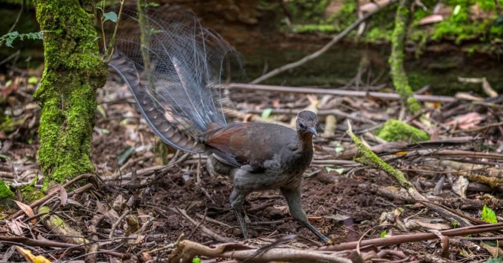 Weirdest Animal: Lyrebirds