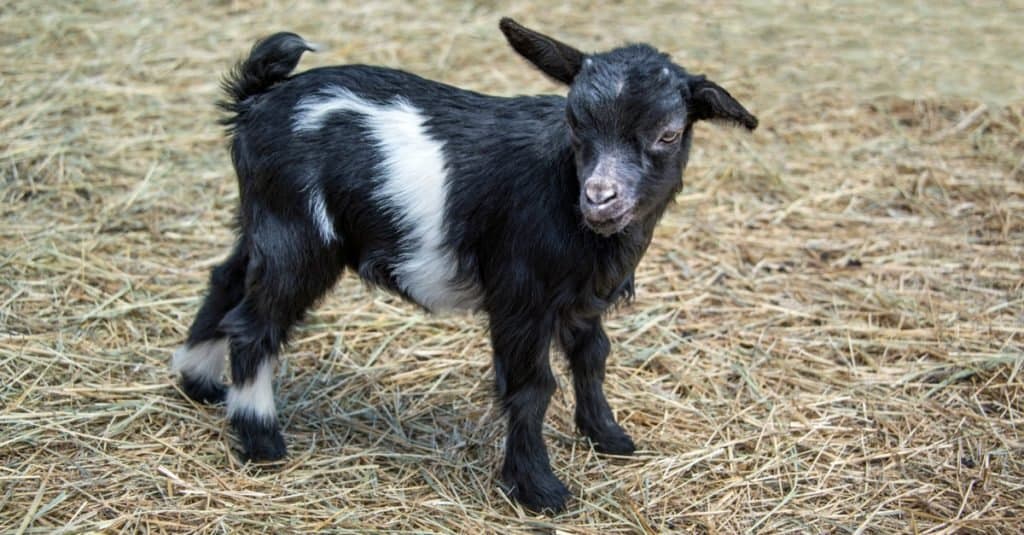 Myotonic (fainting) goats make good pets