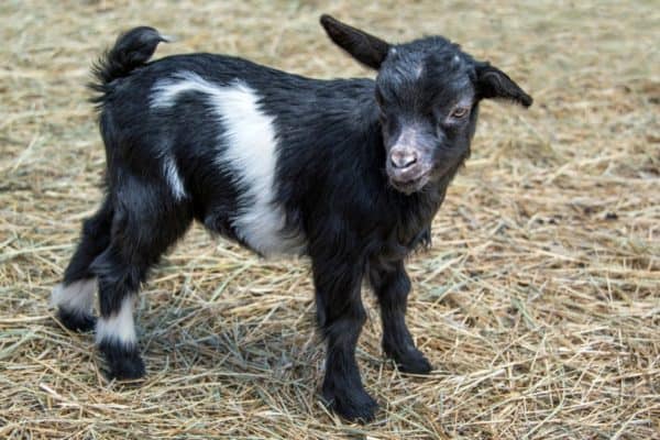 Myotonic goats are known as “fainting goats” because when something surprises or frightens them, their muscles go stiff for a short time, and they fall over!