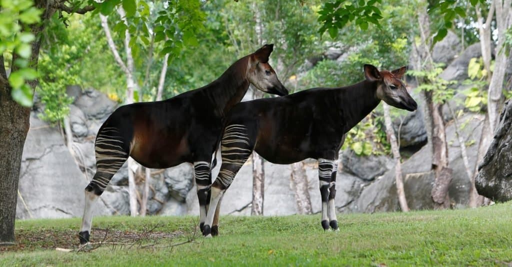 Okapi Animal Facts  Okapia johnstoni - A-Z Animals