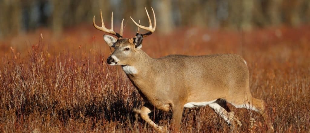 A white-tailed deer standing in a meadow