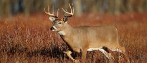White-tail deer photo