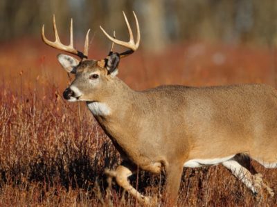 A White-tail deer