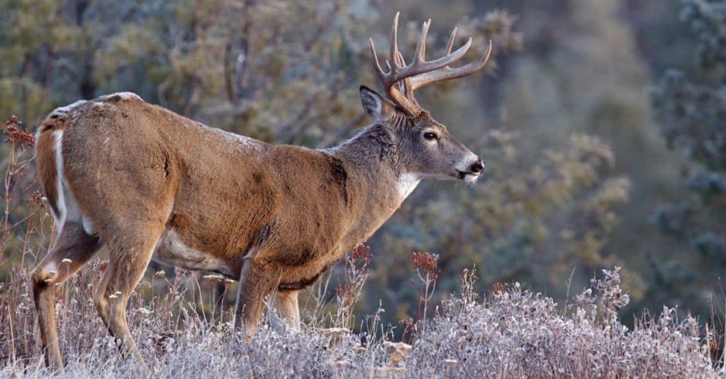 White-tail Deer Stag, Adirondack Mountains, upstate New York.