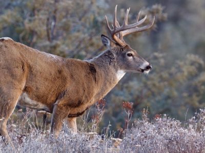 White-tail deer Animal Facts | Odocoileus virginianus | AZ Animals