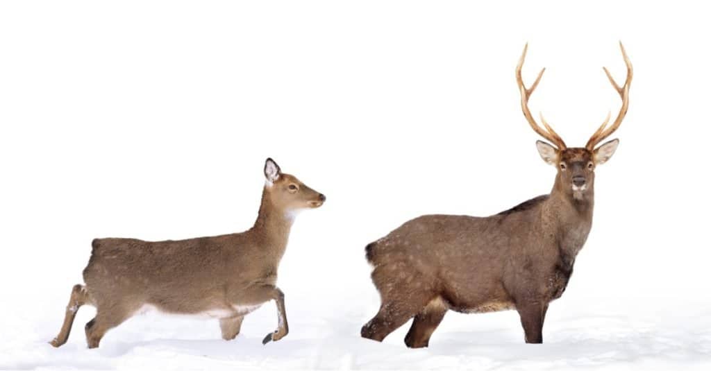 White-tail deer isolated on white background.