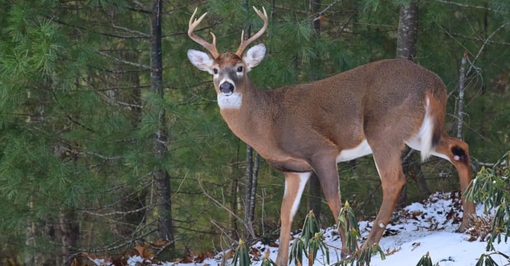 White-tailed deer standing in the snow in the winter.