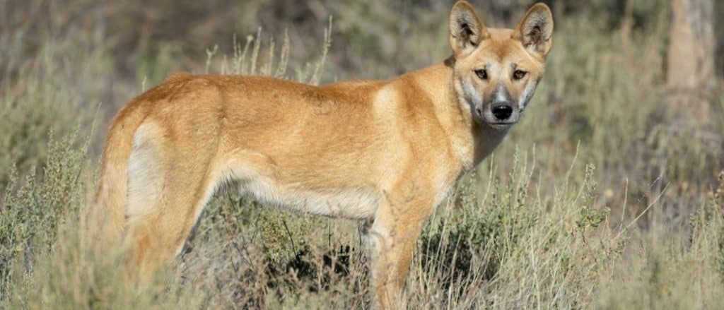 Dingo Animal Facts  Canis Lupus Dingo - A-Z Animals