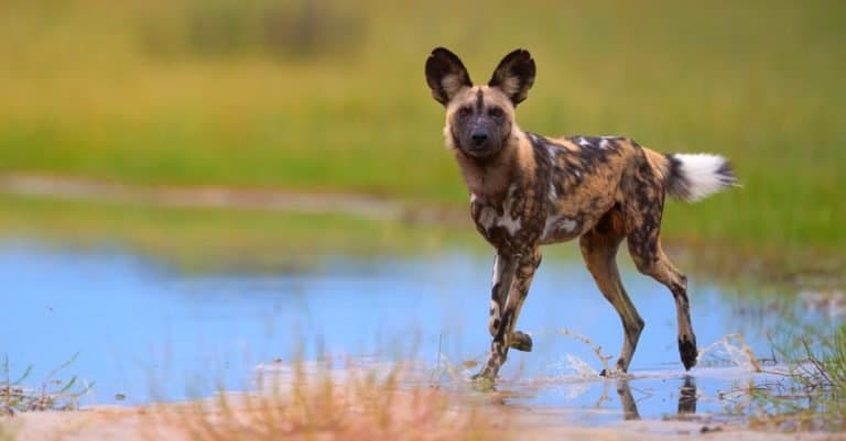 Wild Dog Breeds: African Wild Dog