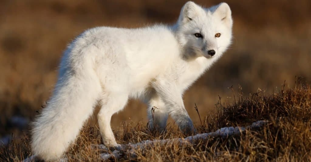 Wild Dog Breeds: Arctic Fox