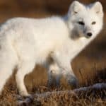 The Arctic fox has the warmest pelt of any animal found in the Arctic, enduring temperatures as low as -70 °C.