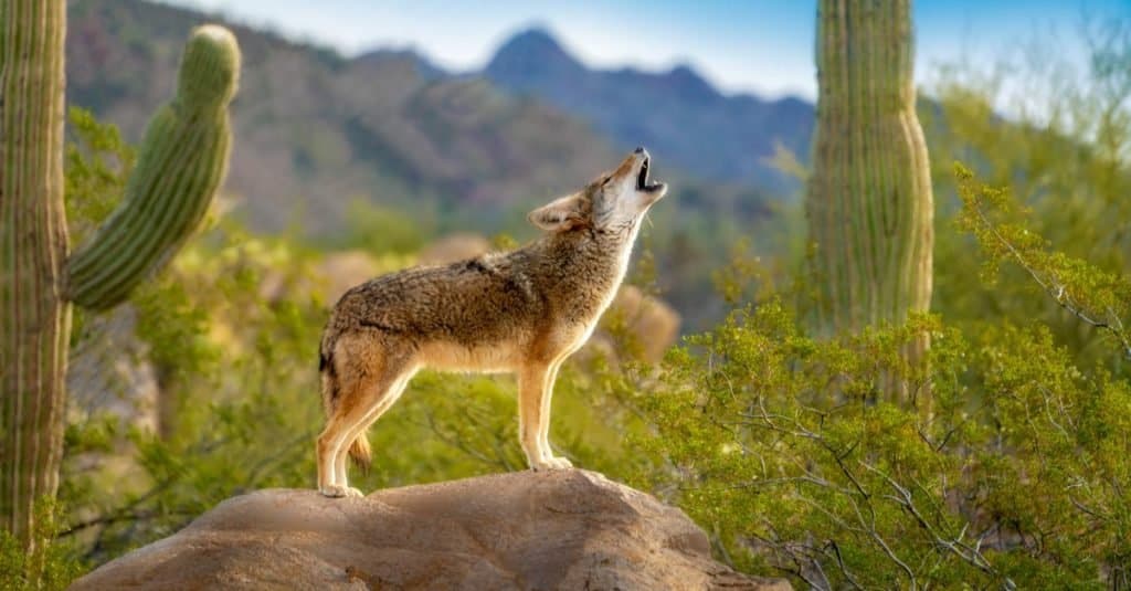 Razas de perros salvajes: Coyote